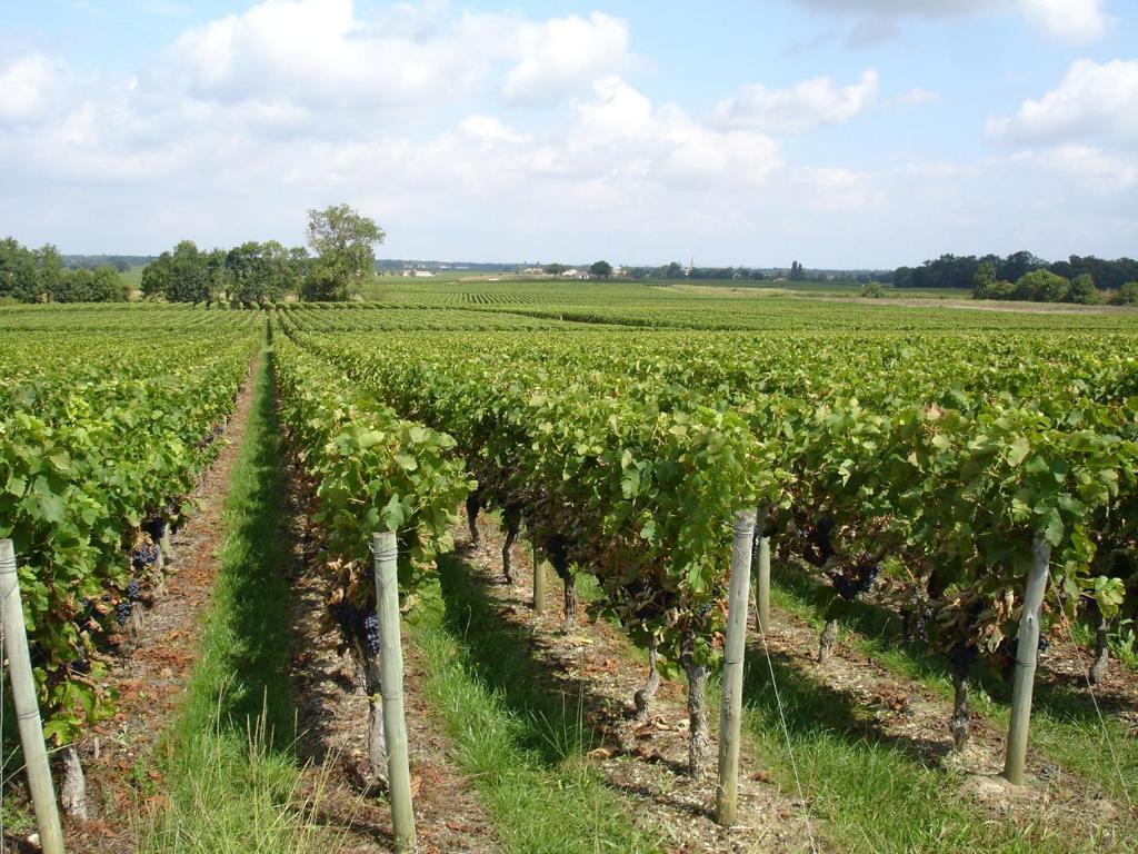Chateau Beau Jardin Ξενοδοχείο Gaillan-en-Médoc Εξωτερικό φωτογραφία